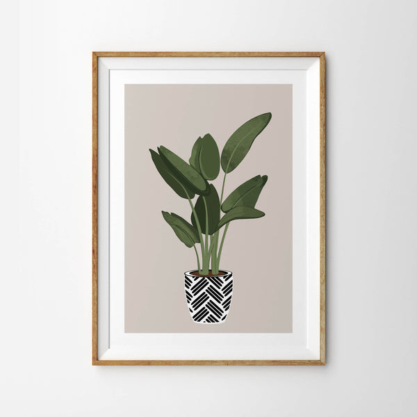 Rubber Plant in Monochrome Pot - Tulip House Studio