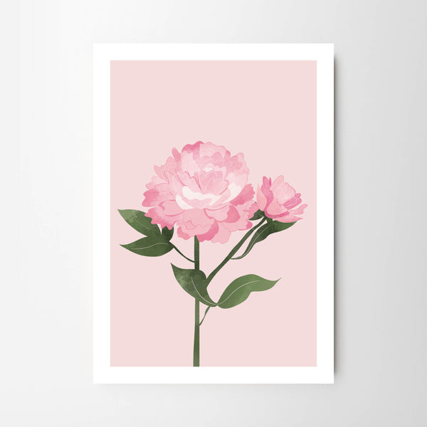 Single Stem Dusky Pink Peony Flowers - Tulip House Studio